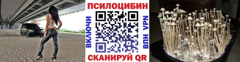 магазин    Кызыл  мега ССЫЛКА  Псилоцибиновые грибы Psilocybe 